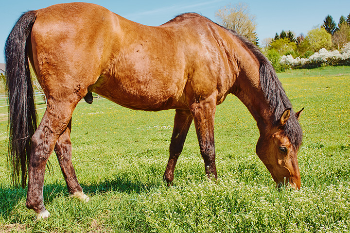 La perte disproportionnée de masse de tissu adipeux chez les chevaux âgés